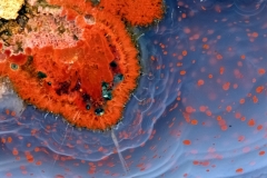 09-Achat-Weiselberg-mit-Ferrierit-im-Rand-Detail Bildbreite 25mm