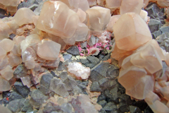 Erythrin-1